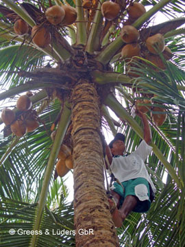 09_025Koko_Gunga_B